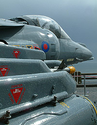 Plastic Harrier - pic by Mark McEwan