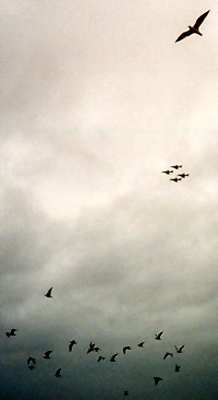 Seagulls join in the fun